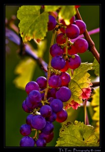 Trauben - wine grapes, by Thomas Tots, Germany (cc license)