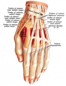 Hand_anatomy